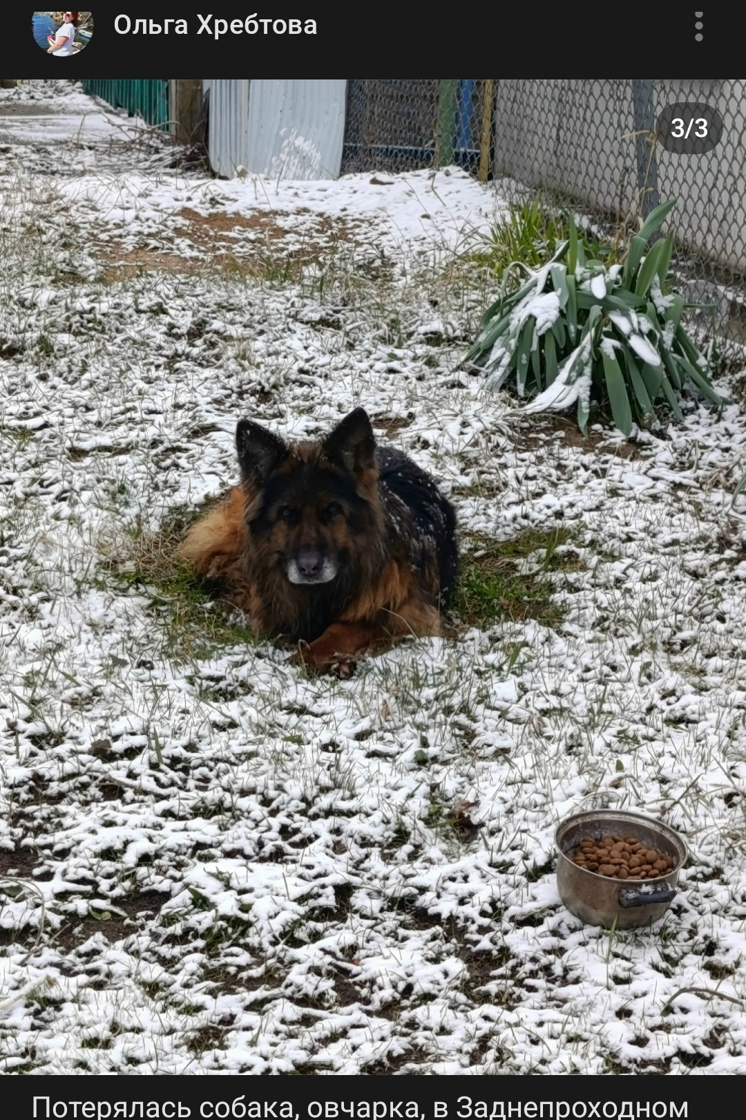 Пропала собака в Смоленске — фото объявления
