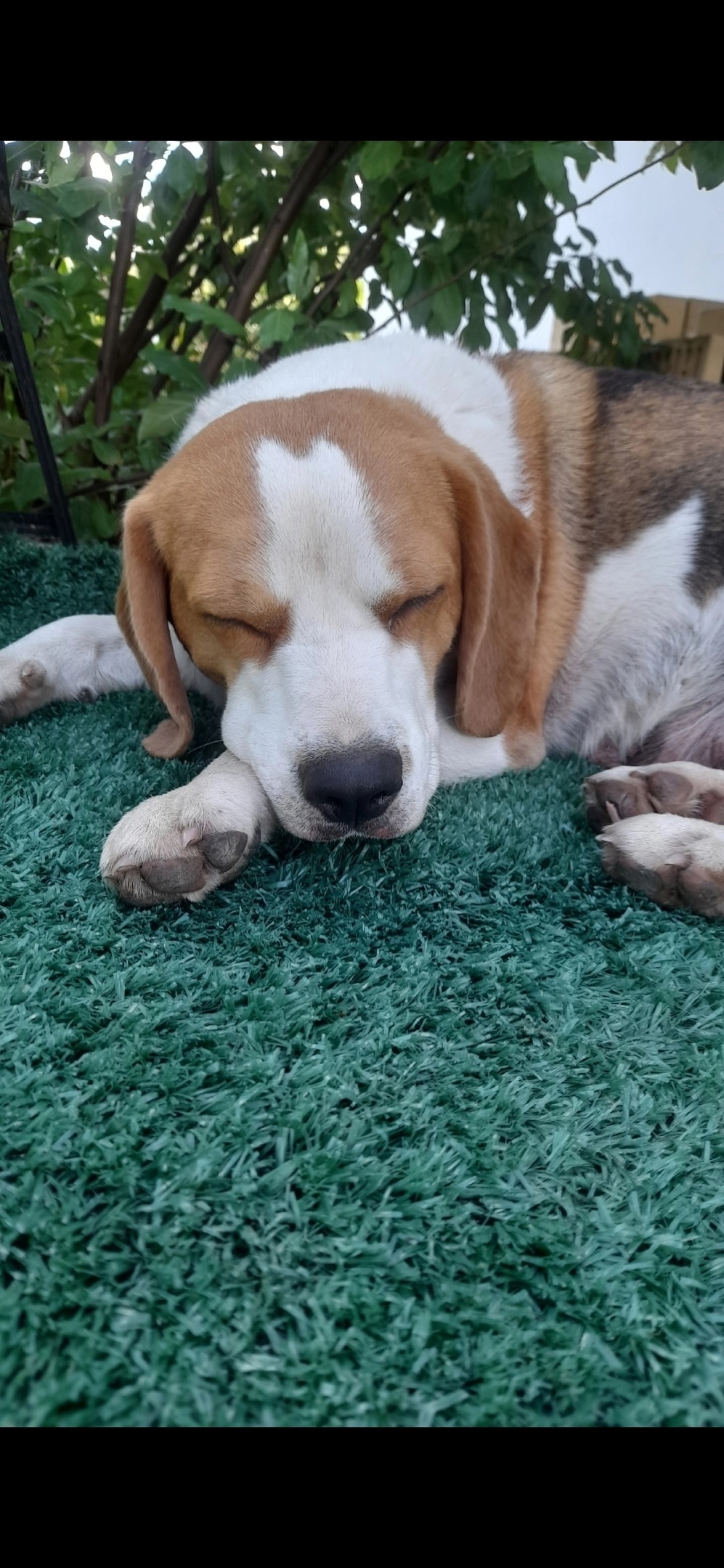 Найдена собака в Смоленске — фото объявления