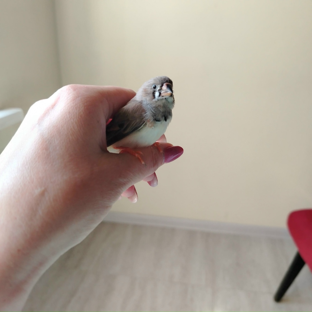 Найдена собака в Смоленске — фото объявления