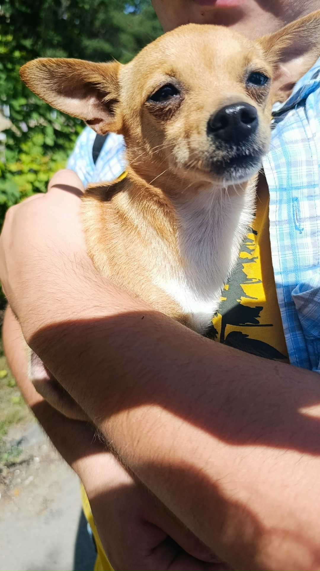 Найдена собака в Смоленске — фото объявления