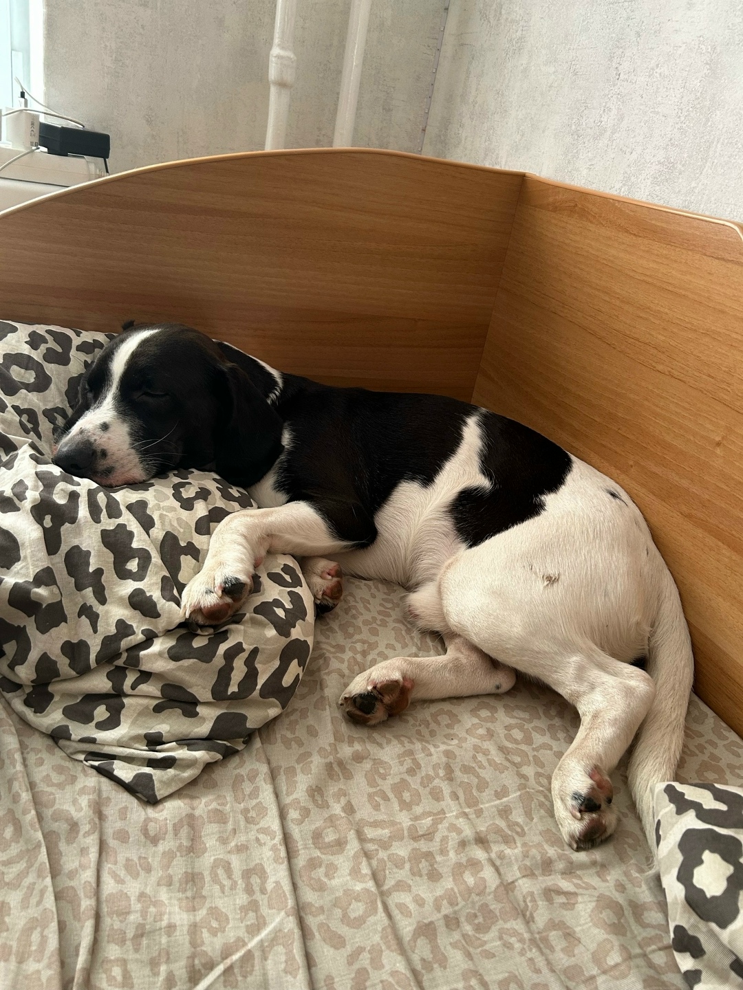 Найдена собака в Смоленске — фото объявления