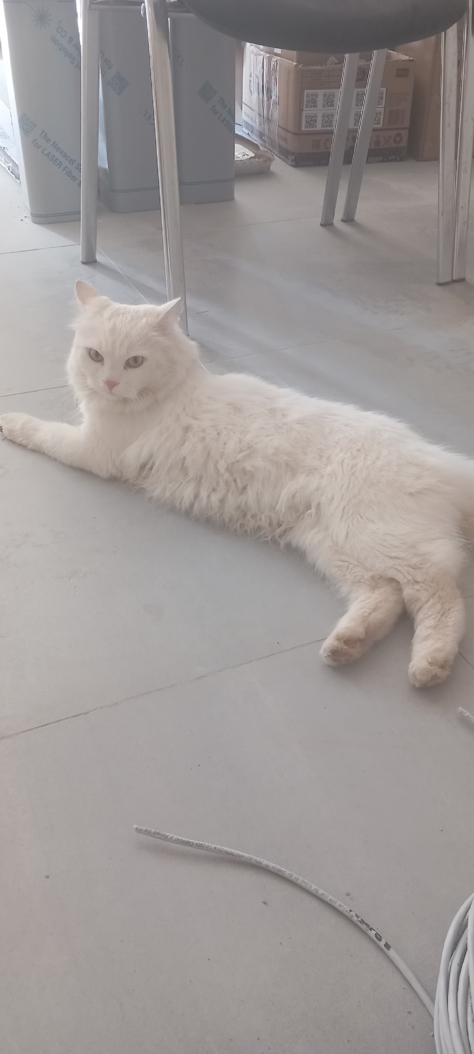 Найдена собака в Смоленске — фото объявления