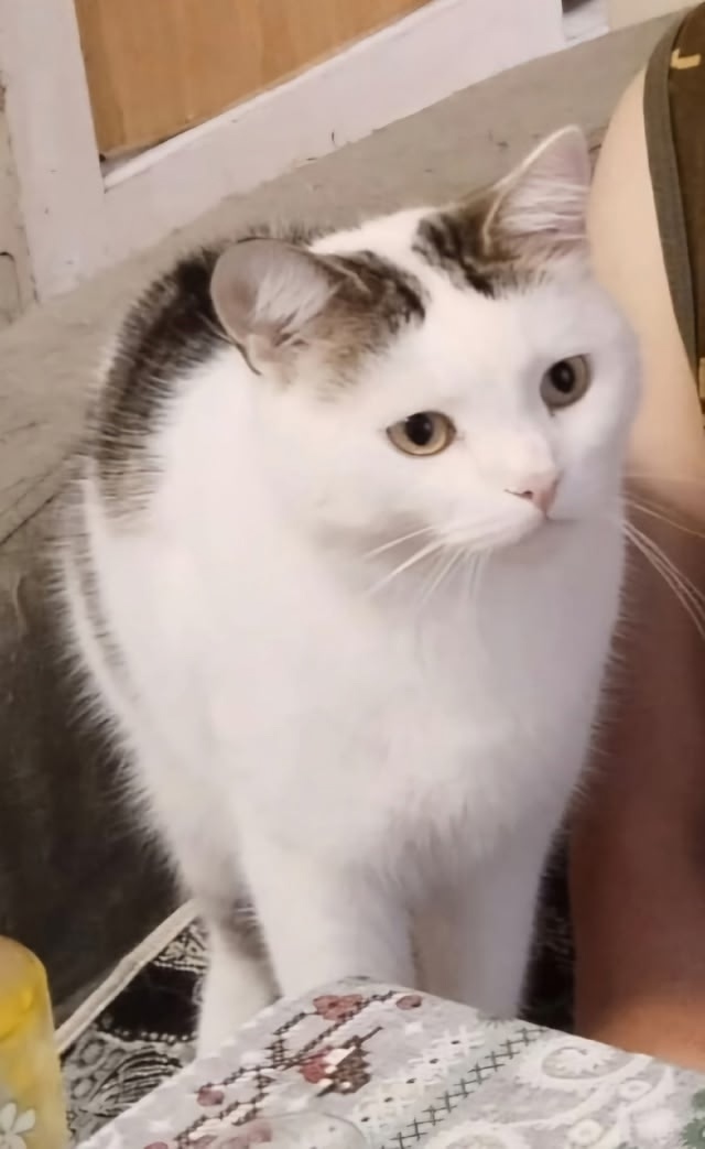 Найдена собака в Смоленске — фото объявления