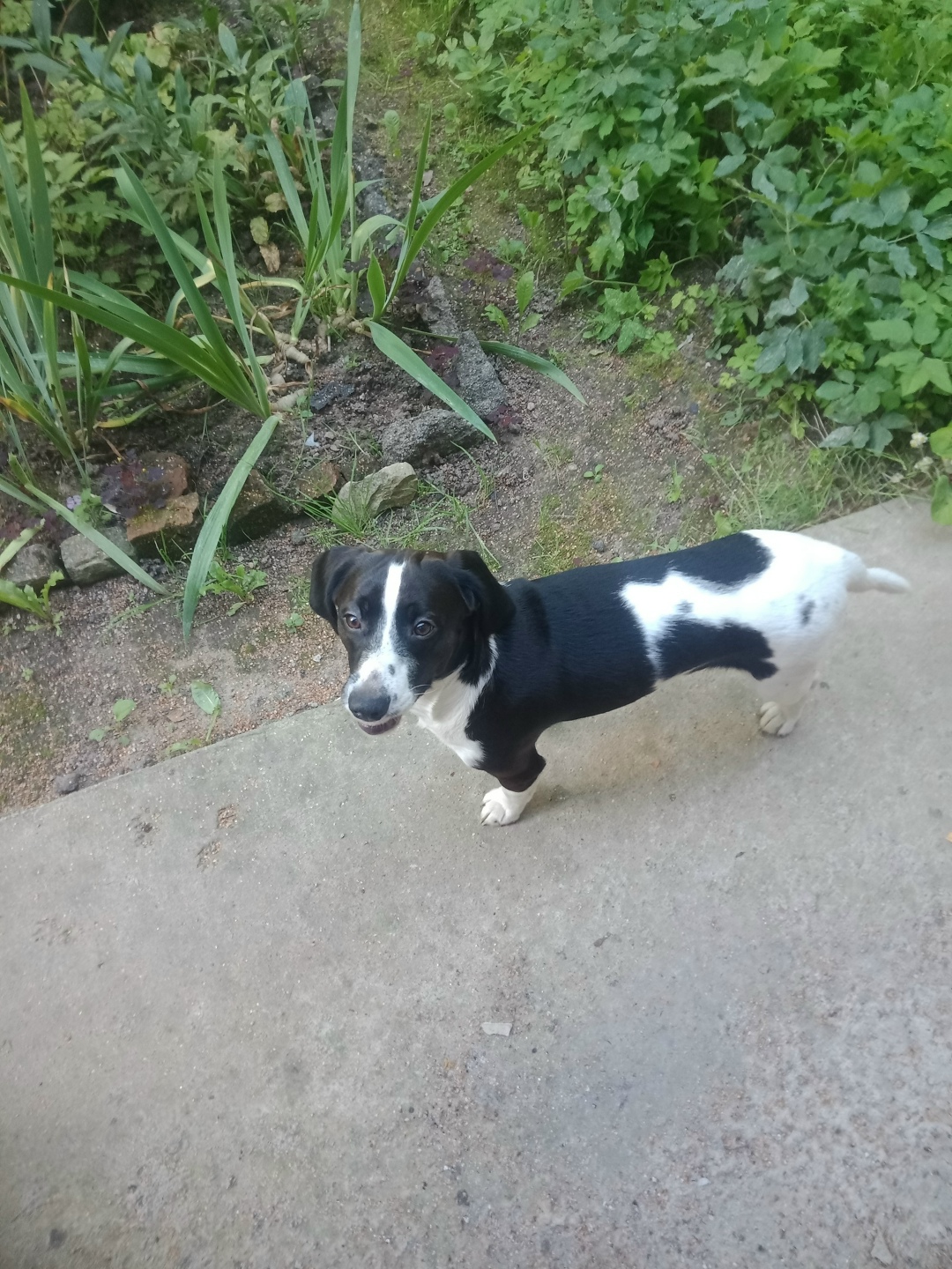 Найдена собака в Смоленске — фото объявления