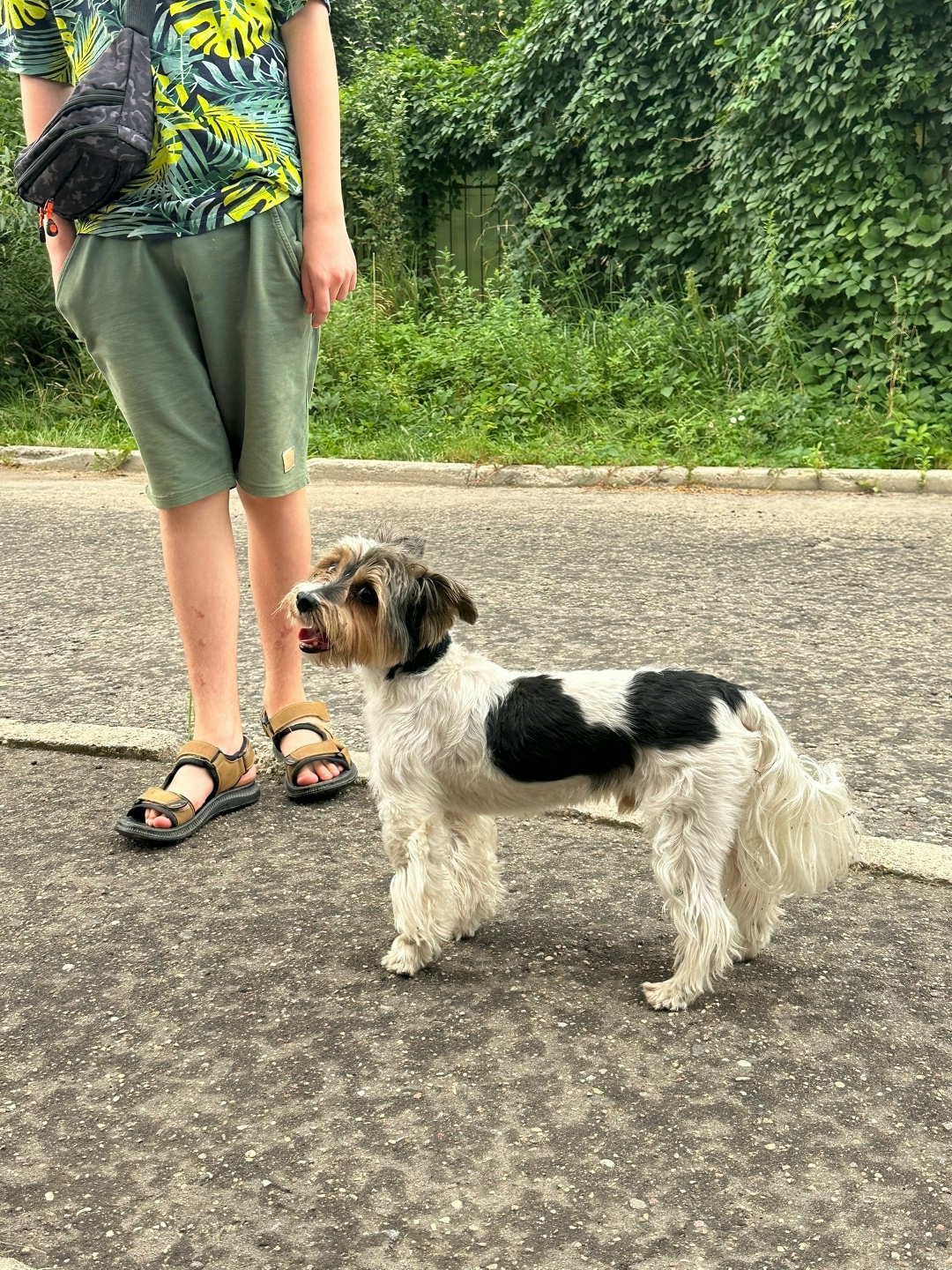 Найдена собака в Смоленске — фото объявления