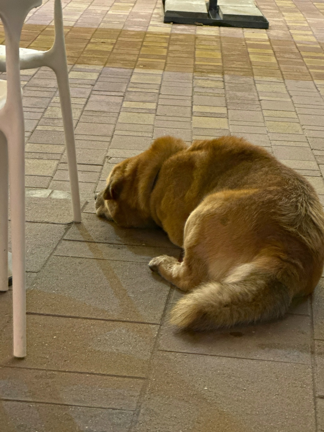 Найдена собака в Смоленске — фото объявления