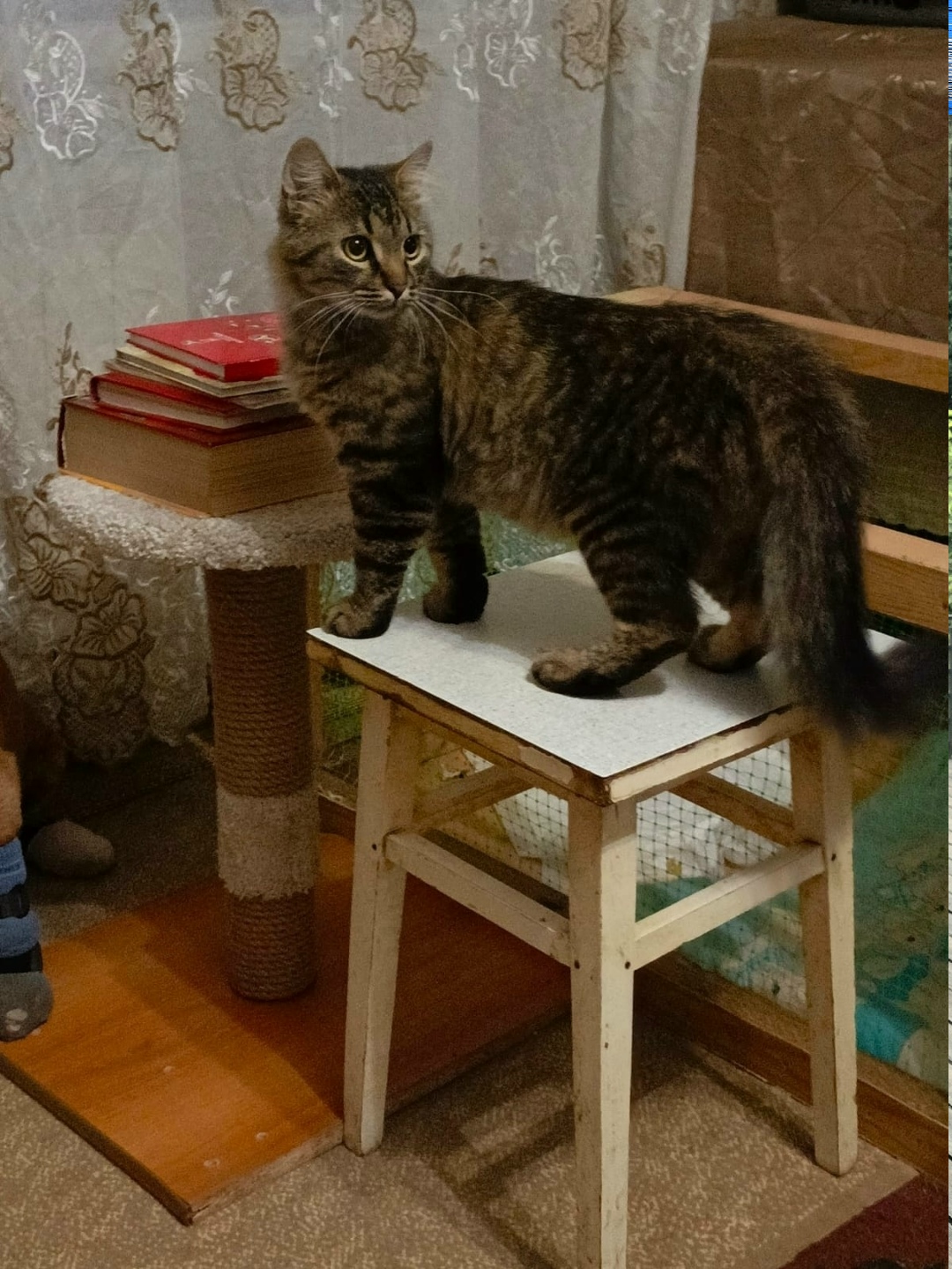 Найдена собака в Смоленске — фото объявления