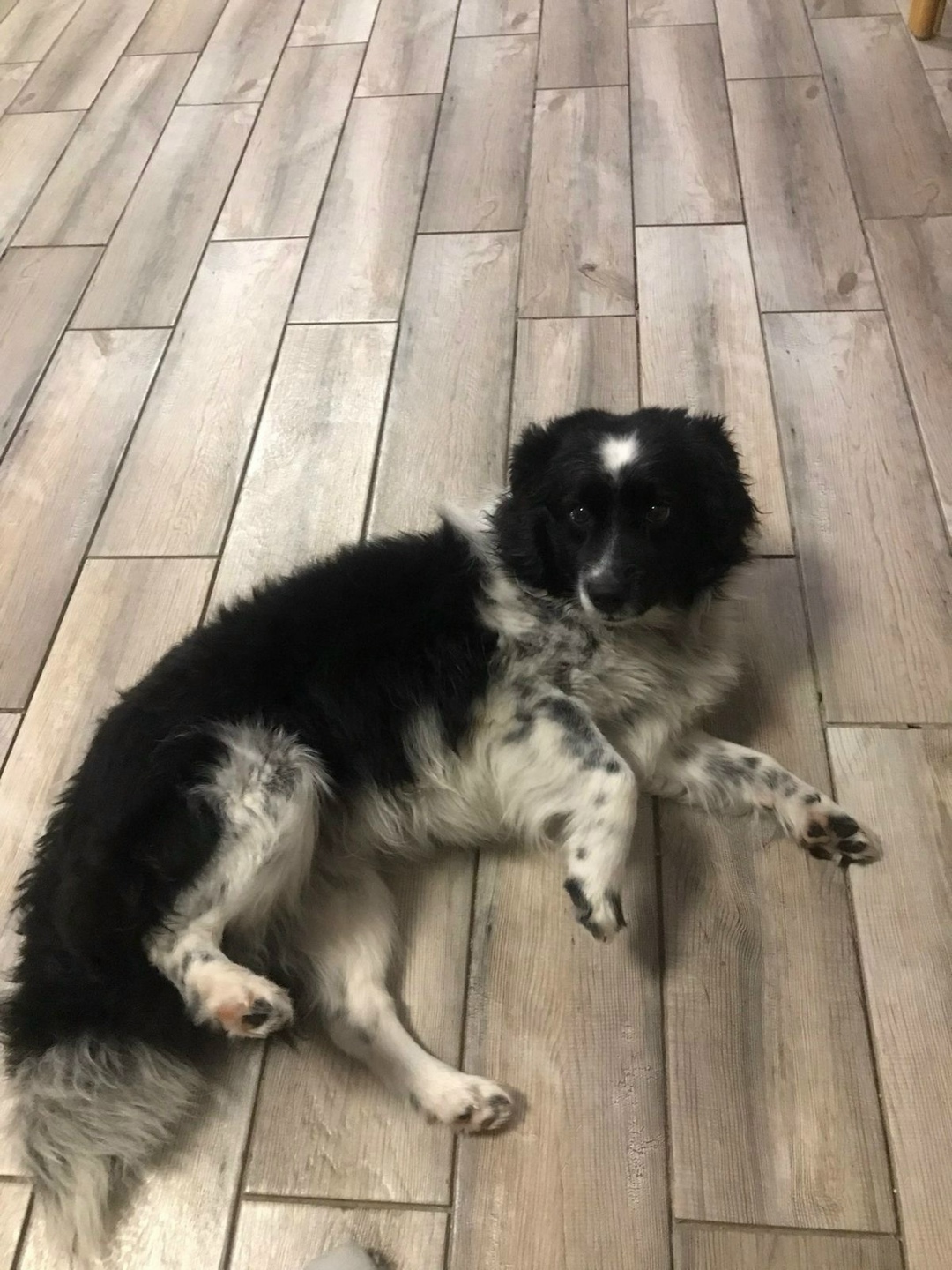 Найдена собака в Смоленске — фото объявления