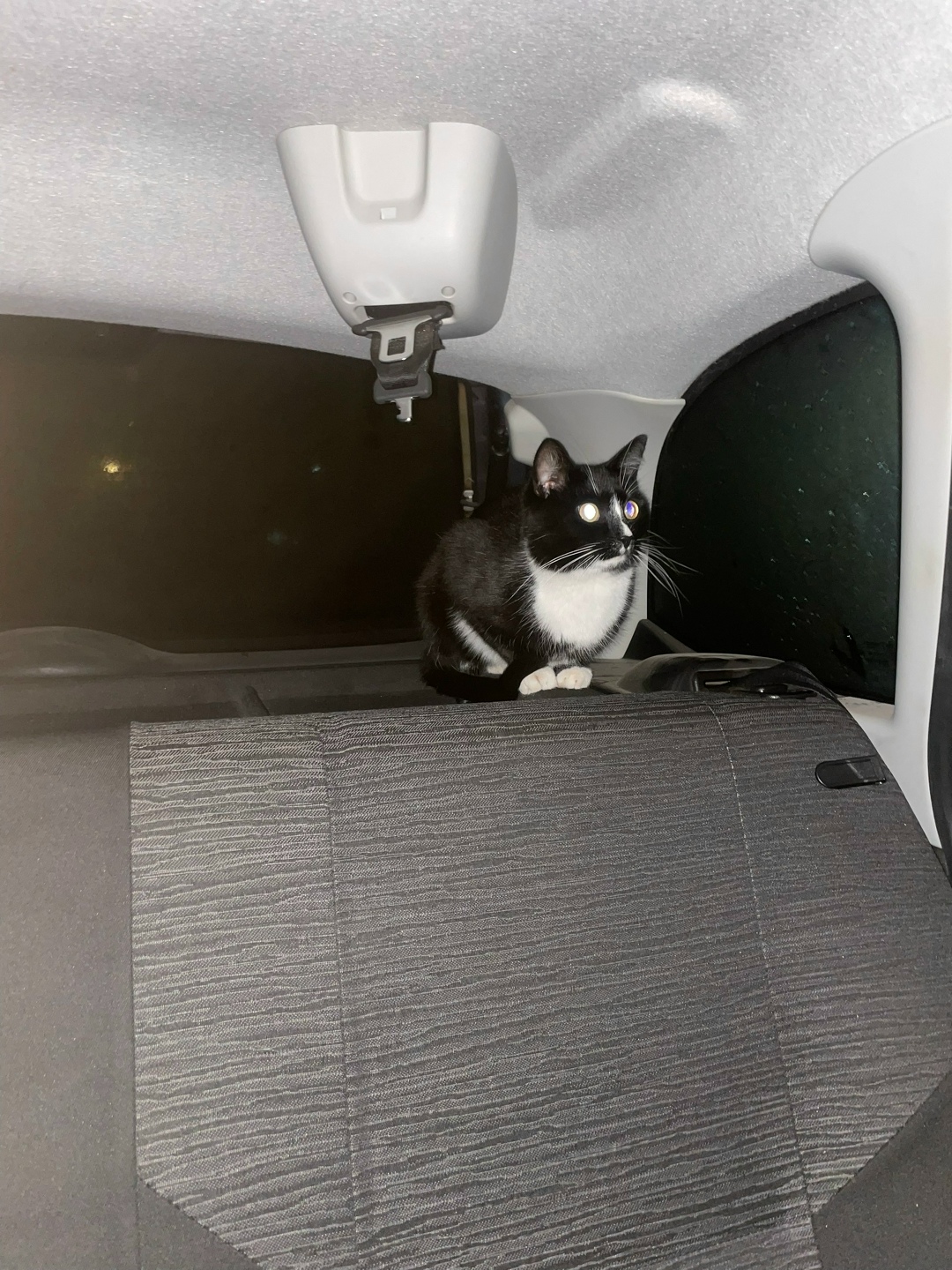 Найдена собака в Смоленске — фото объявления