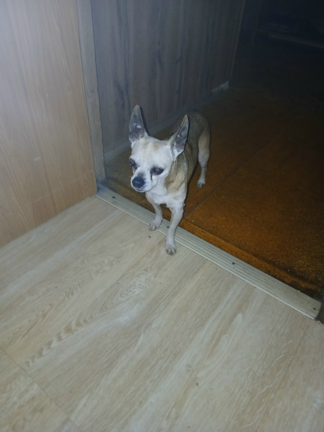 Найдена собака в Смоленске — фото объявления