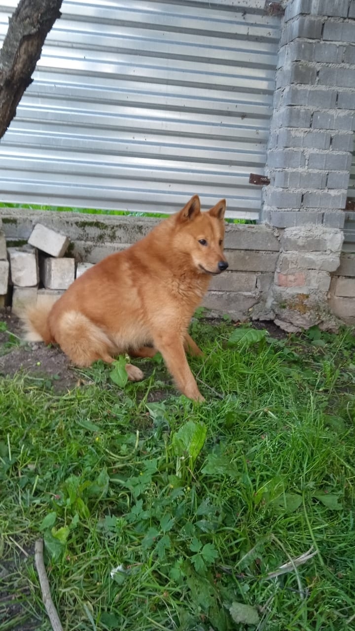 Найдена собака в Смоленске — фото объявления