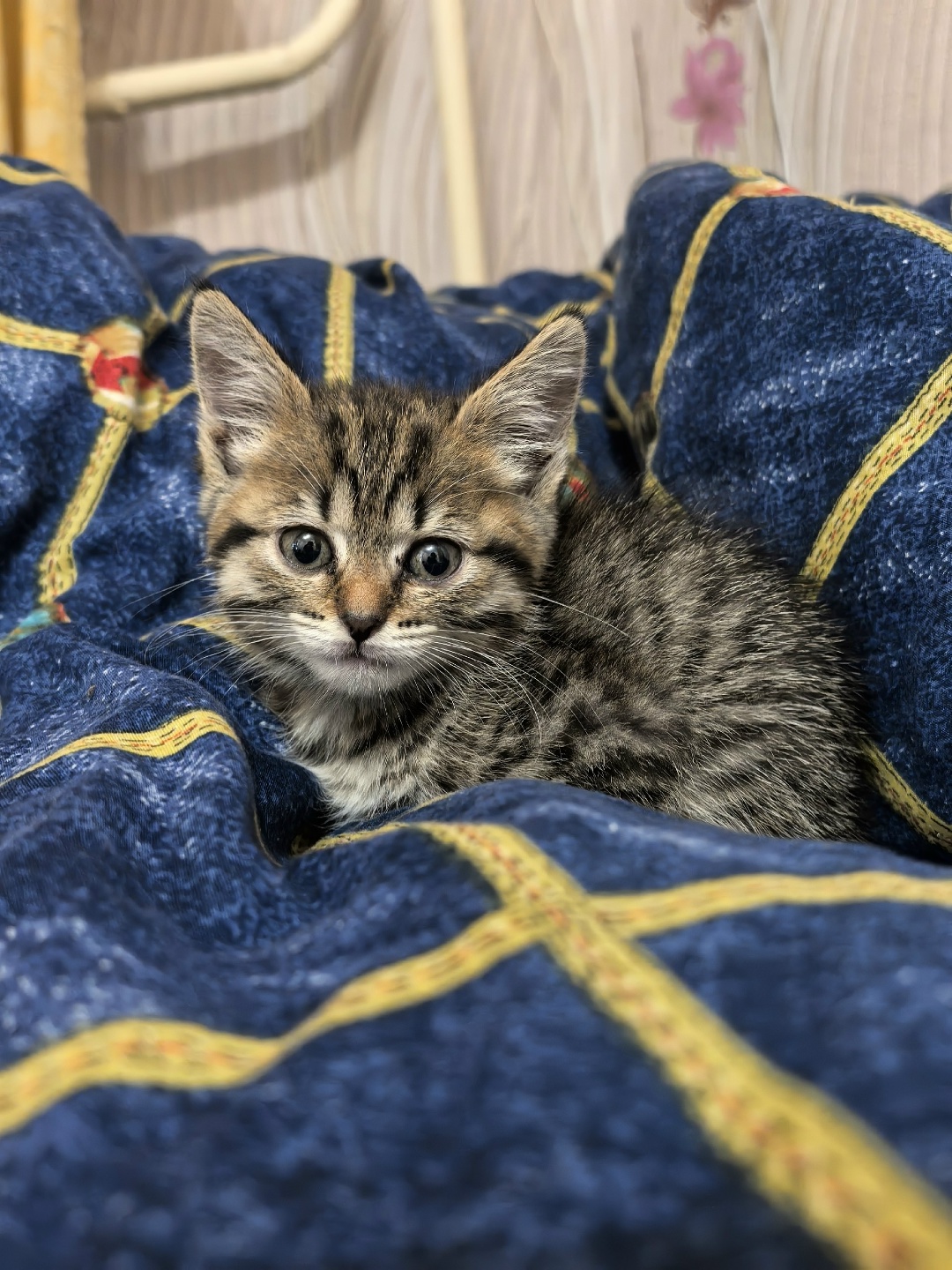 Найдена кошка в Смоленске — фото объявления