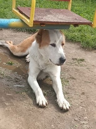 Найдена собака в Смоленске — фото объявления