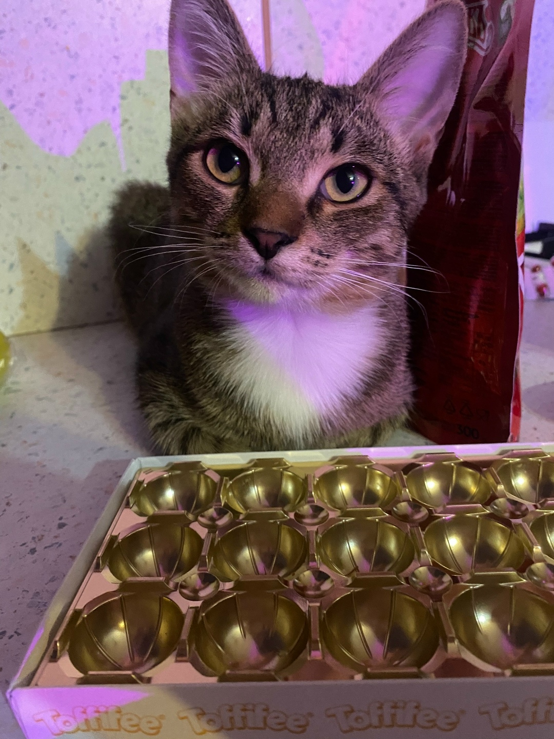 Найдена собака в Смоленске — фото объявления