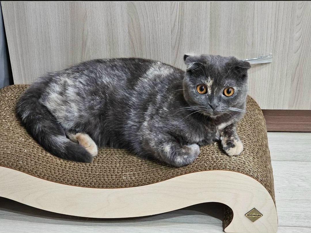 Найдена собака в Смоленске — фото объявления