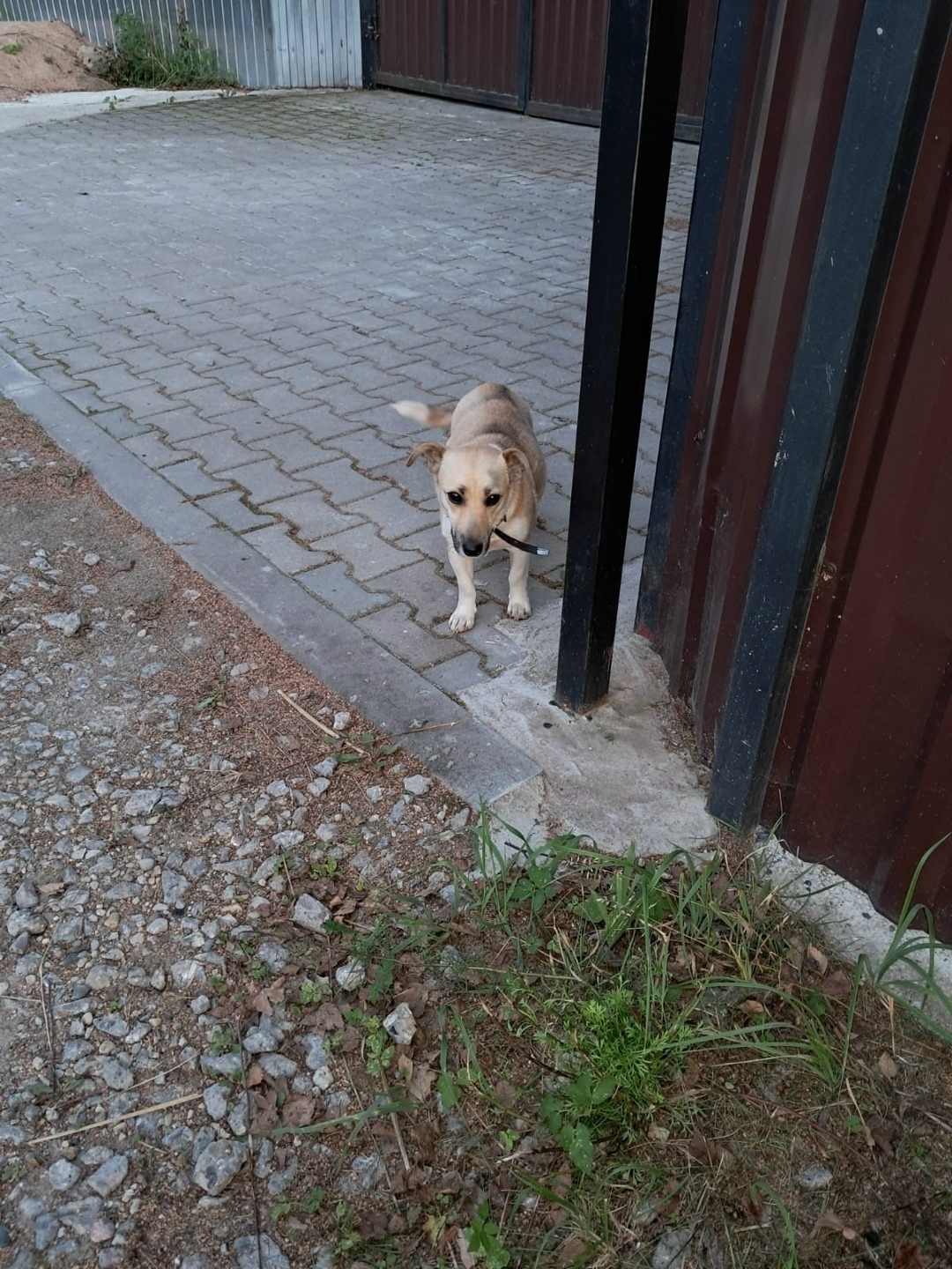 Найдена собака в Смоленске — фото объявления