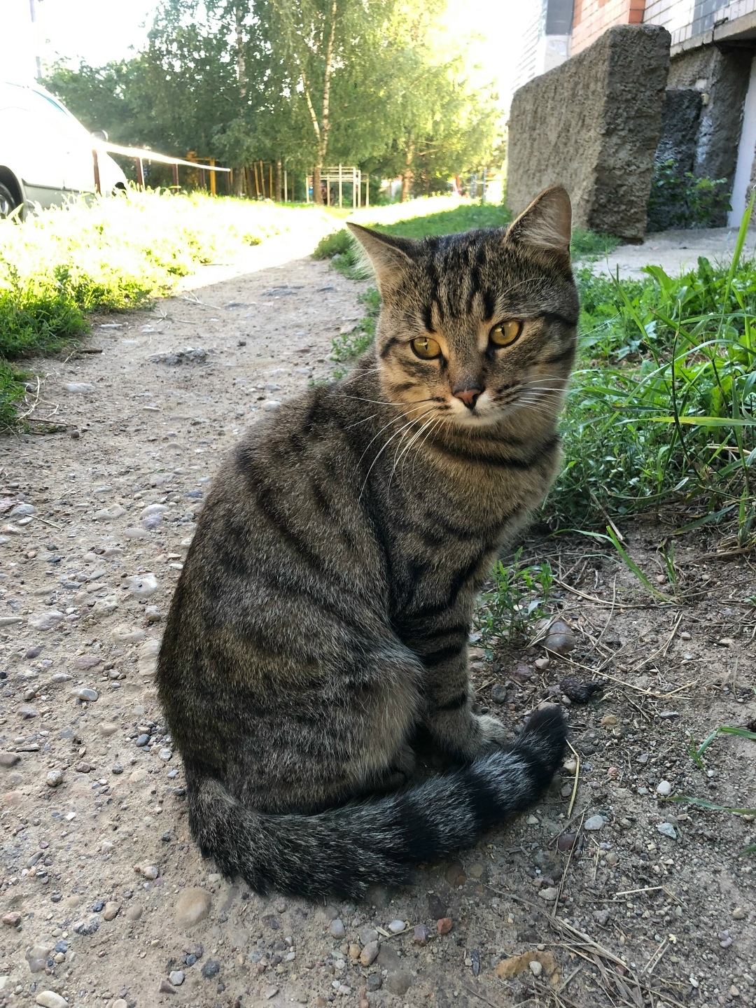 Найдена собака в Смоленске — фото объявления