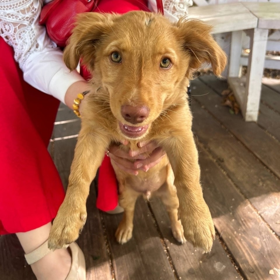 Найдена собака в Смоленске — фото объявления