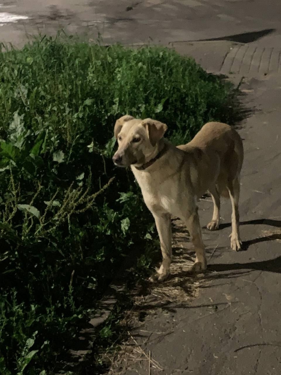 Найдена собака в Смоленске — фото объявления