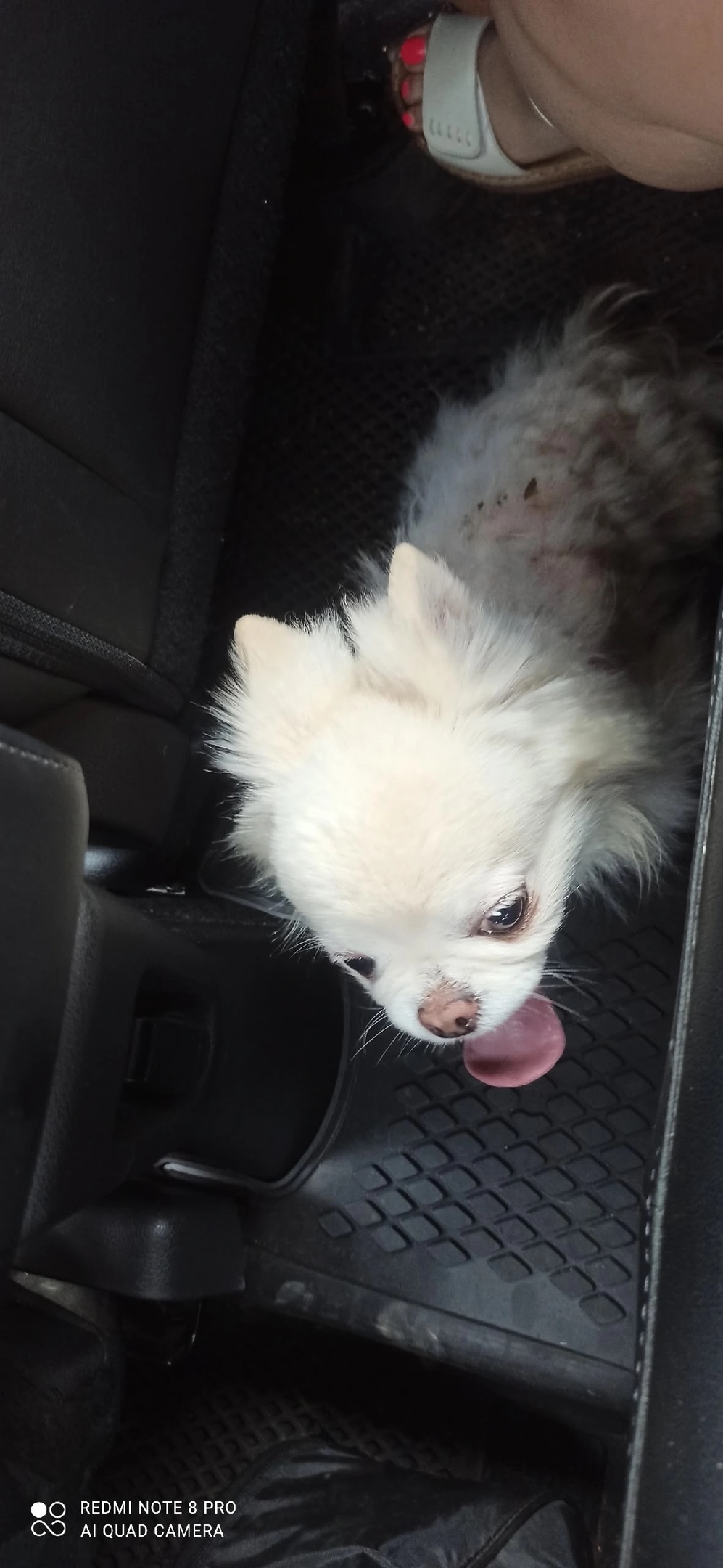 Найдена собака в Смоленске — фото объявления