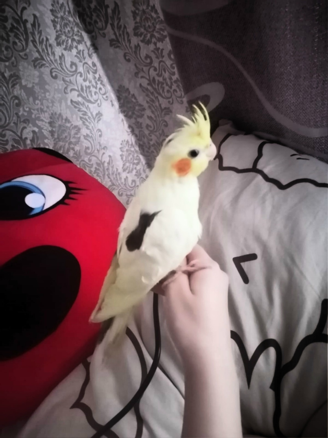 Найдена собака в Смоленске — фото объявления