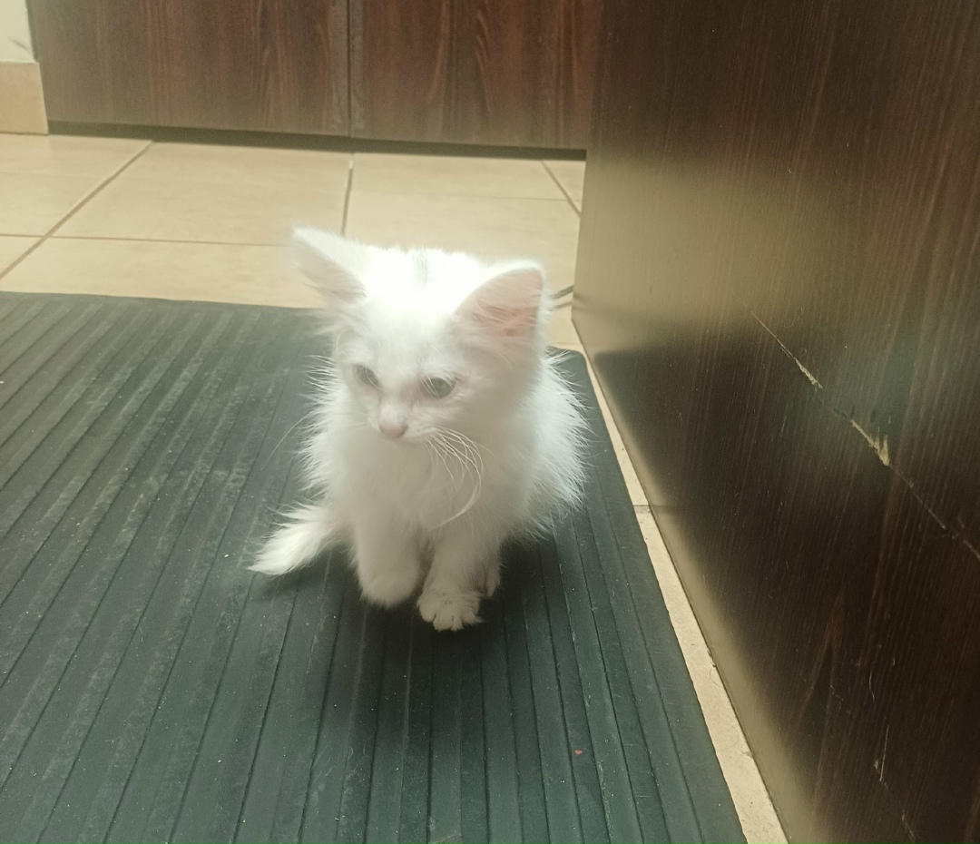 Найдена собака в Смоленске — фото объявления