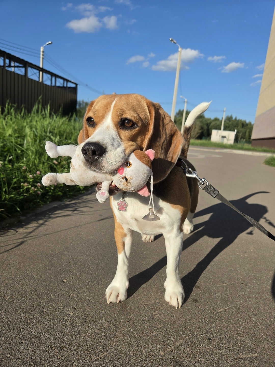 Найдена собака в Смоленске — фото объявления