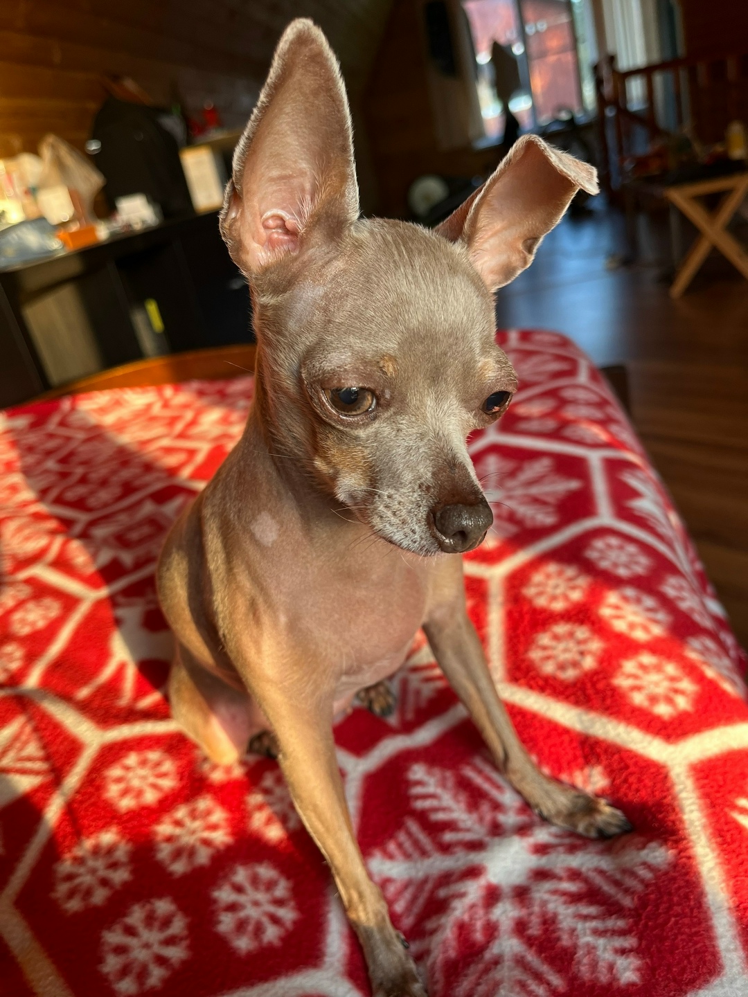 Найдена собака в Смоленске — фото объявления