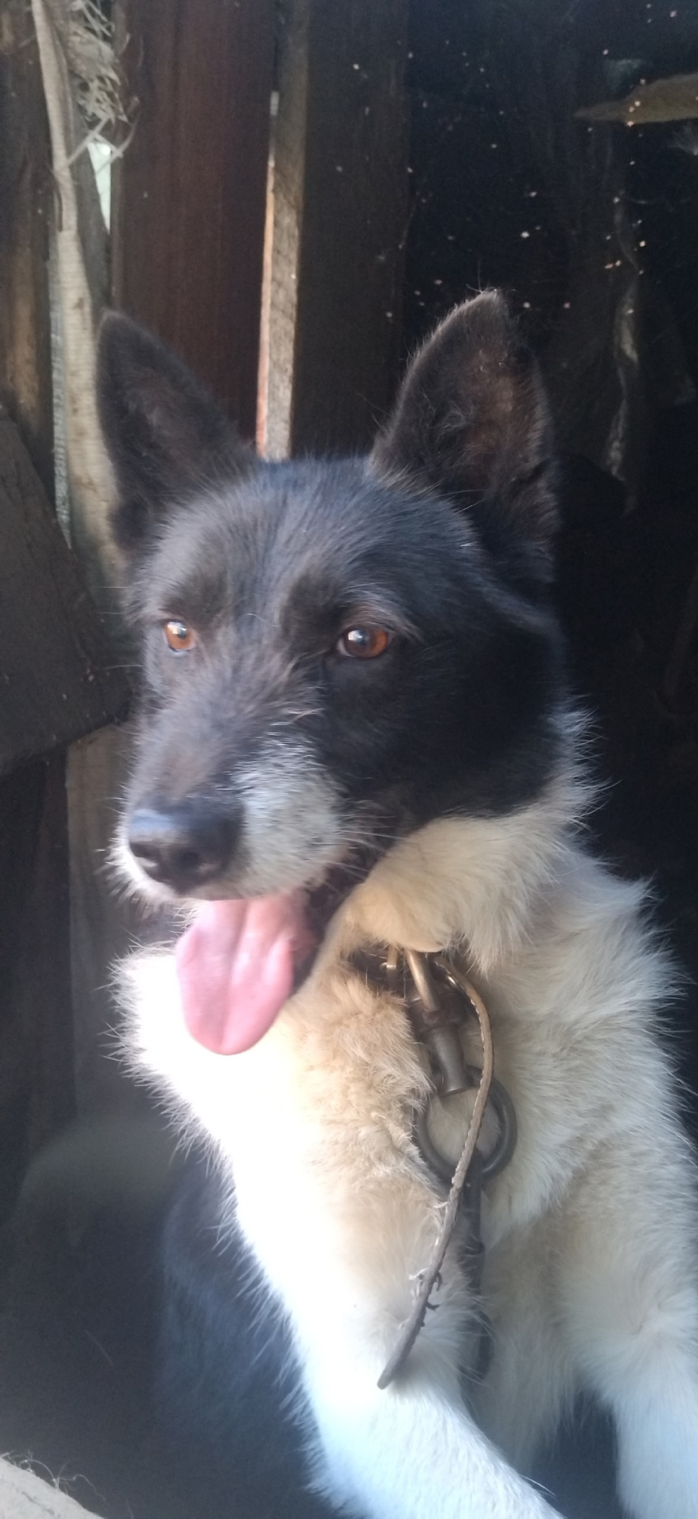 Найдена собака в Смоленске — фото объявления