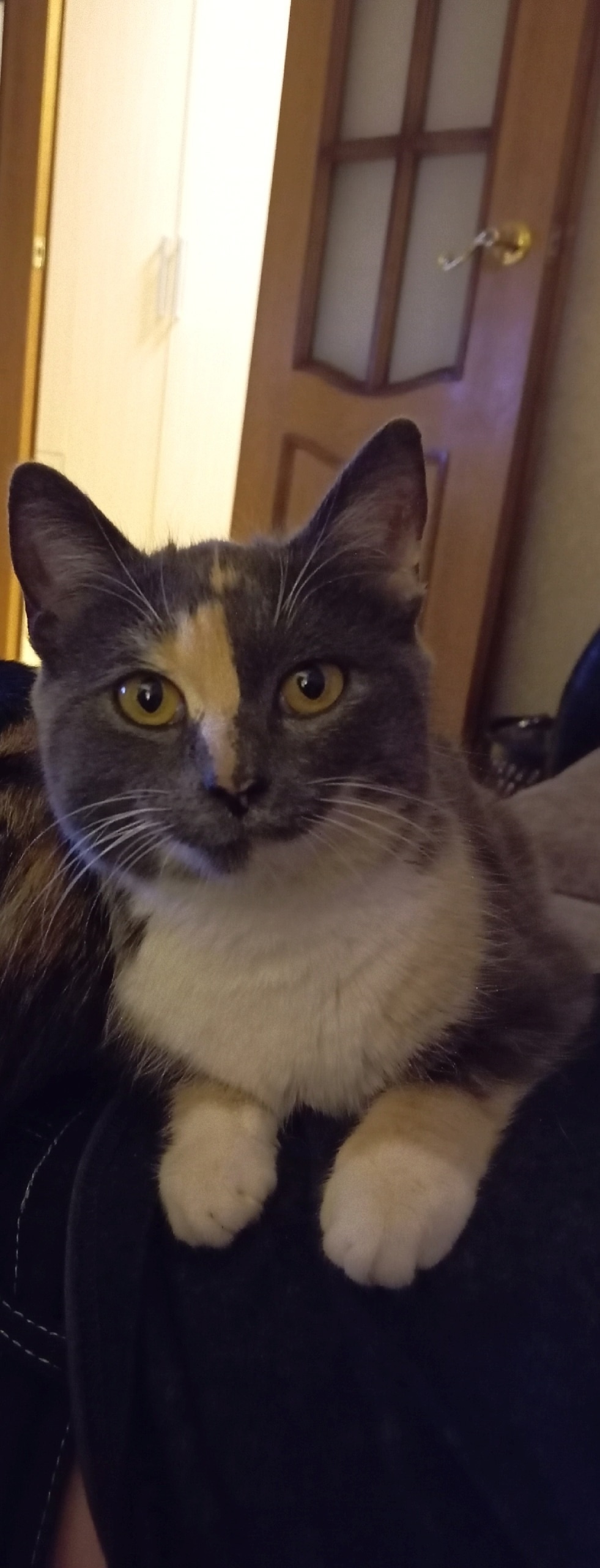 Пропала кошка в Смоленске — фото объявления