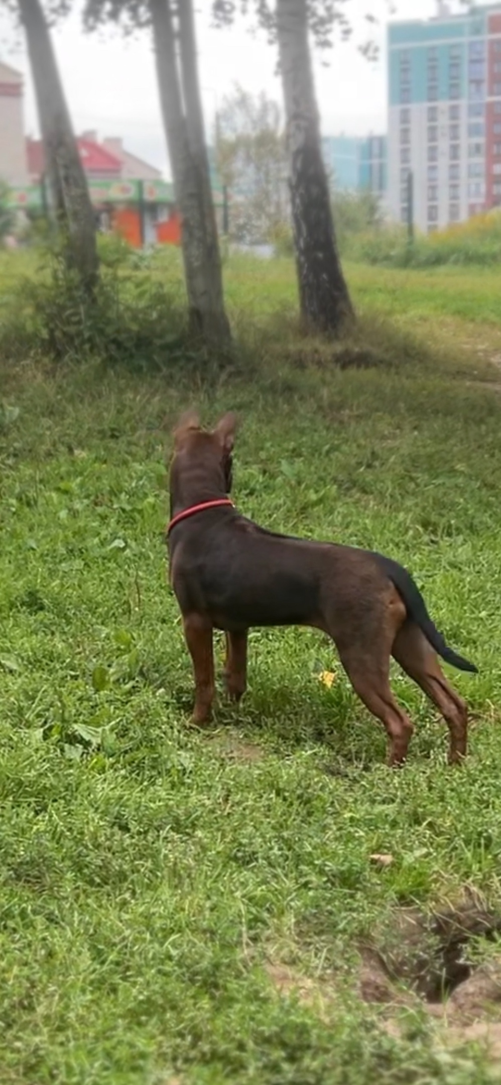 Найдена собака в Смоленске — фото объявления