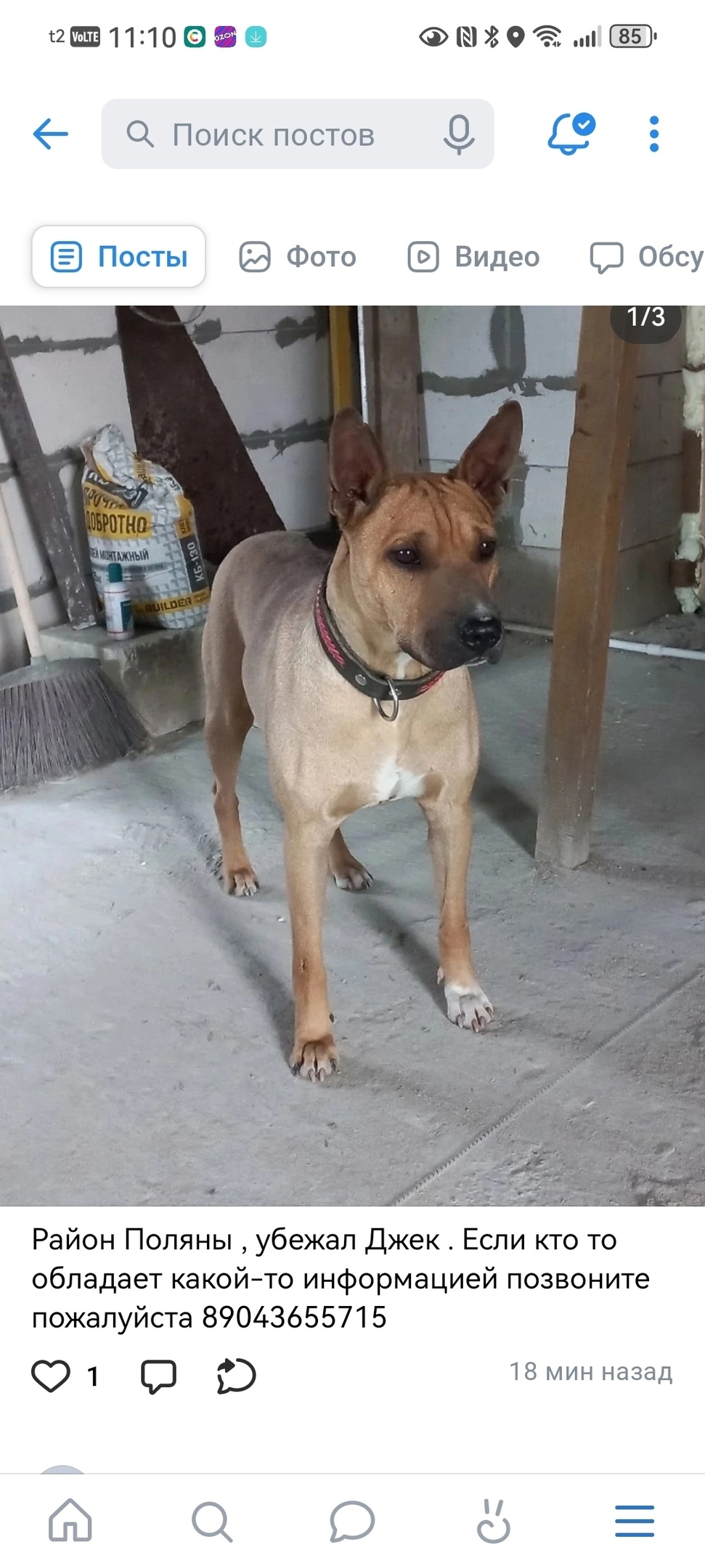Найдена собака в Смоленске — фото объявления