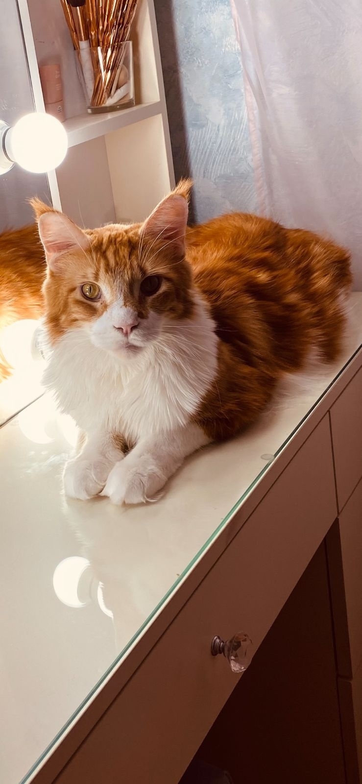 Найдена собака в Смоленске — фото объявления