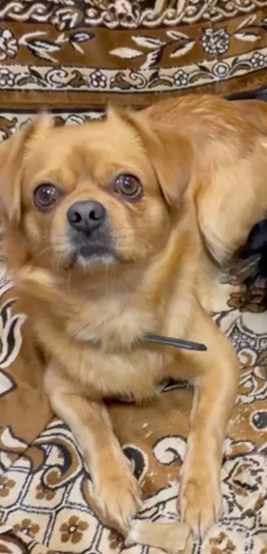 Найдена собака в Смоленске — фото объявления