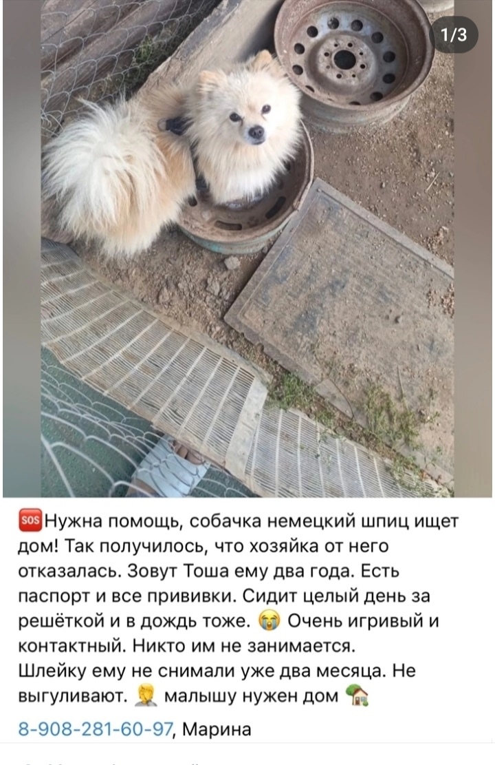 Найдена собака в Смоленске — фото объявления