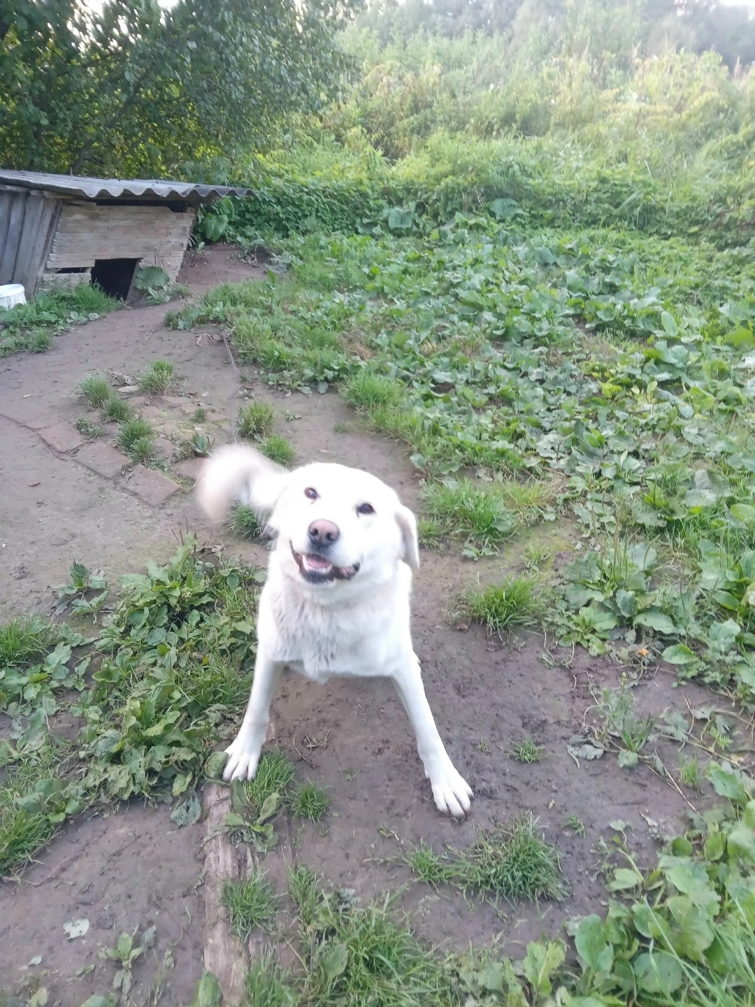 Найдена собака в Смоленске — фото объявления
