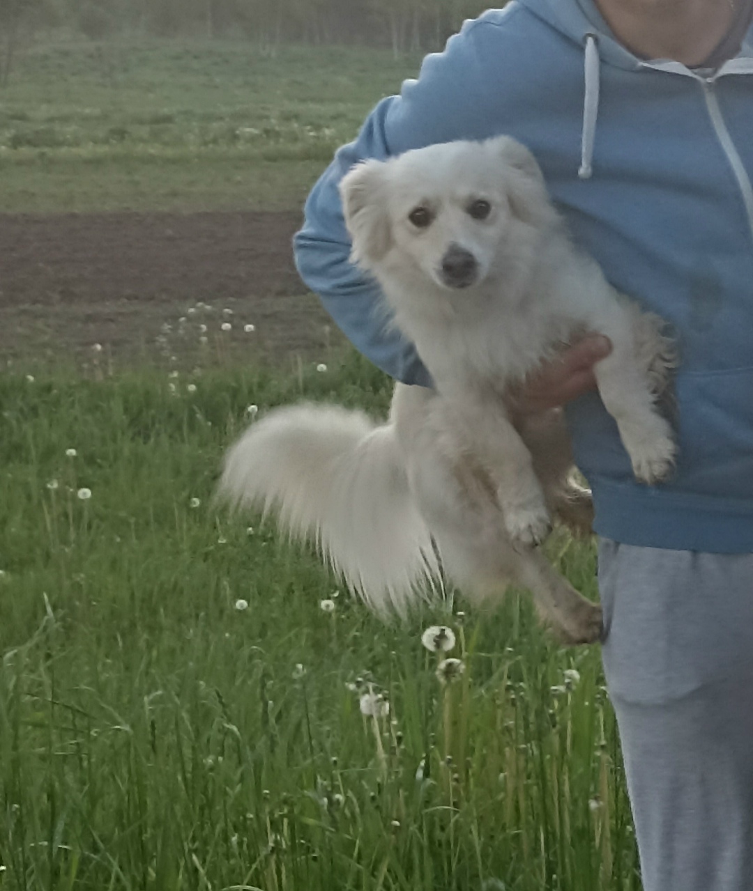 Найдена собака в Смоленске — фото объявления