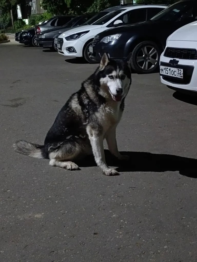 Найдена собака в Смоленске — фото объявления