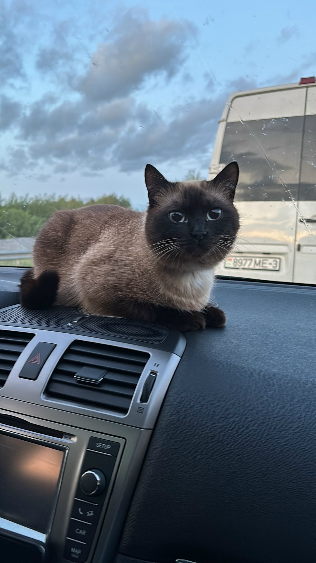 Найдена собака в Смоленске — фото объявления