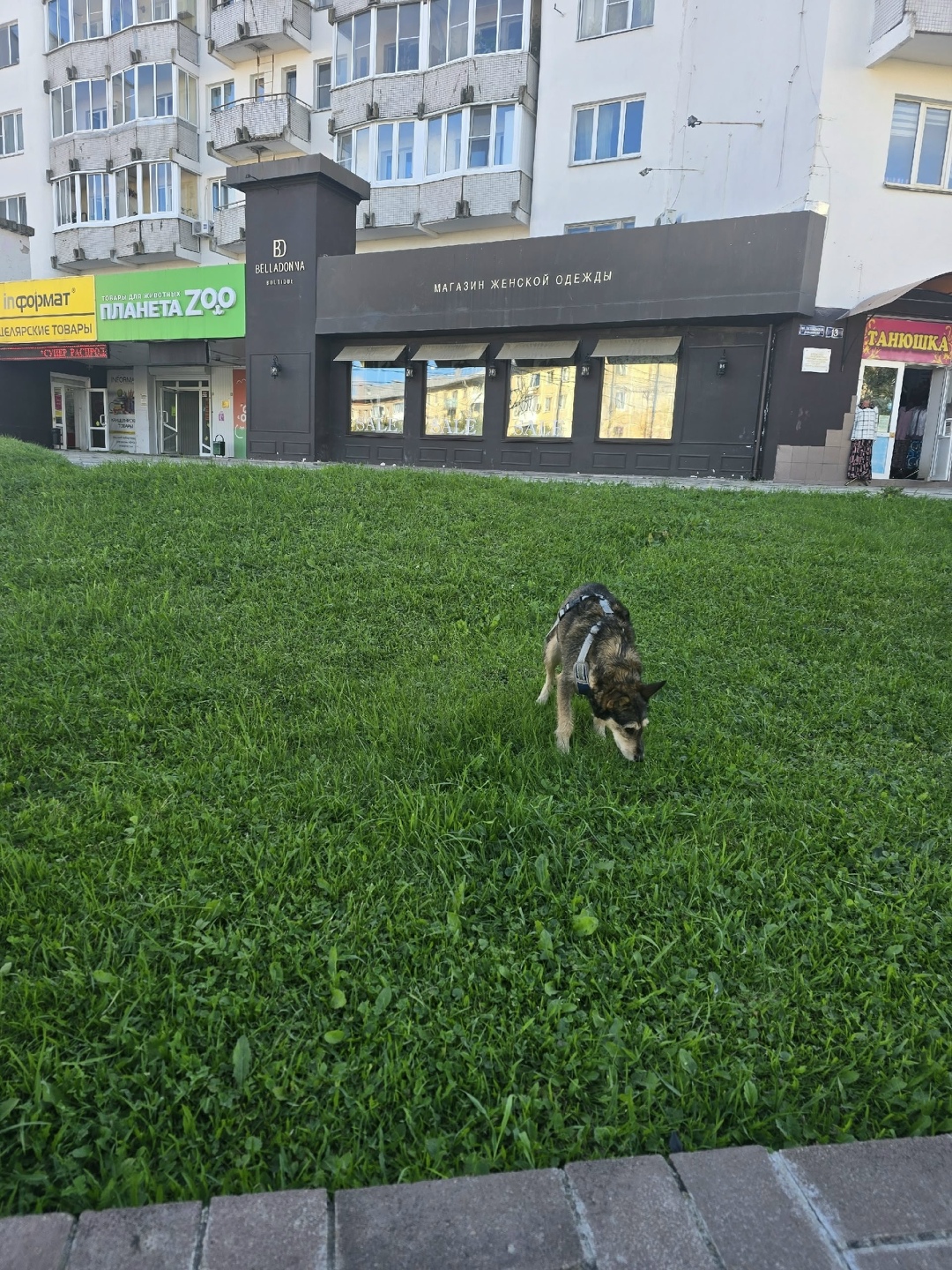 Найдена собака в Смоленске — фото объявления