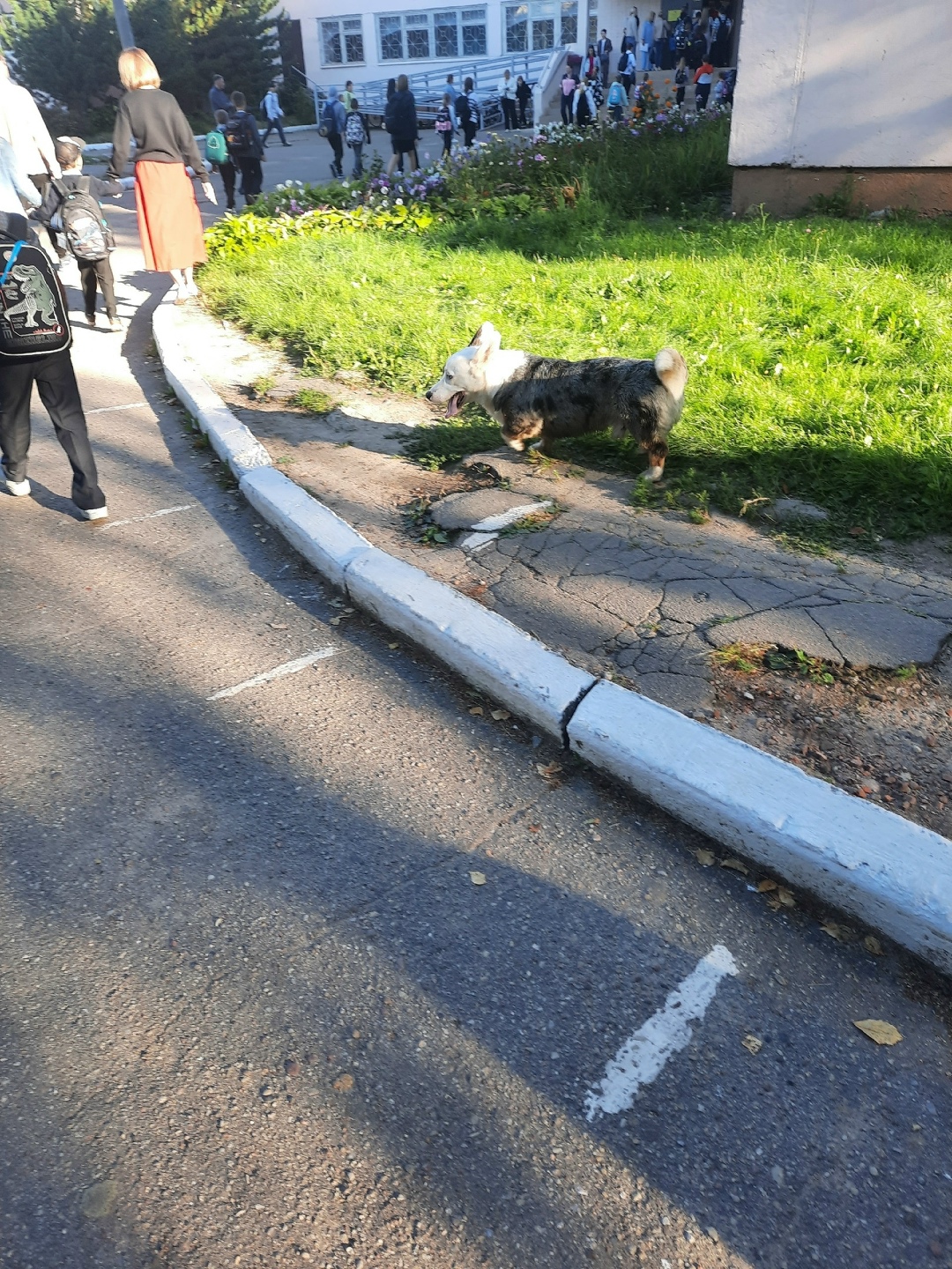 Найдена собака в Смоленске — фото объявления