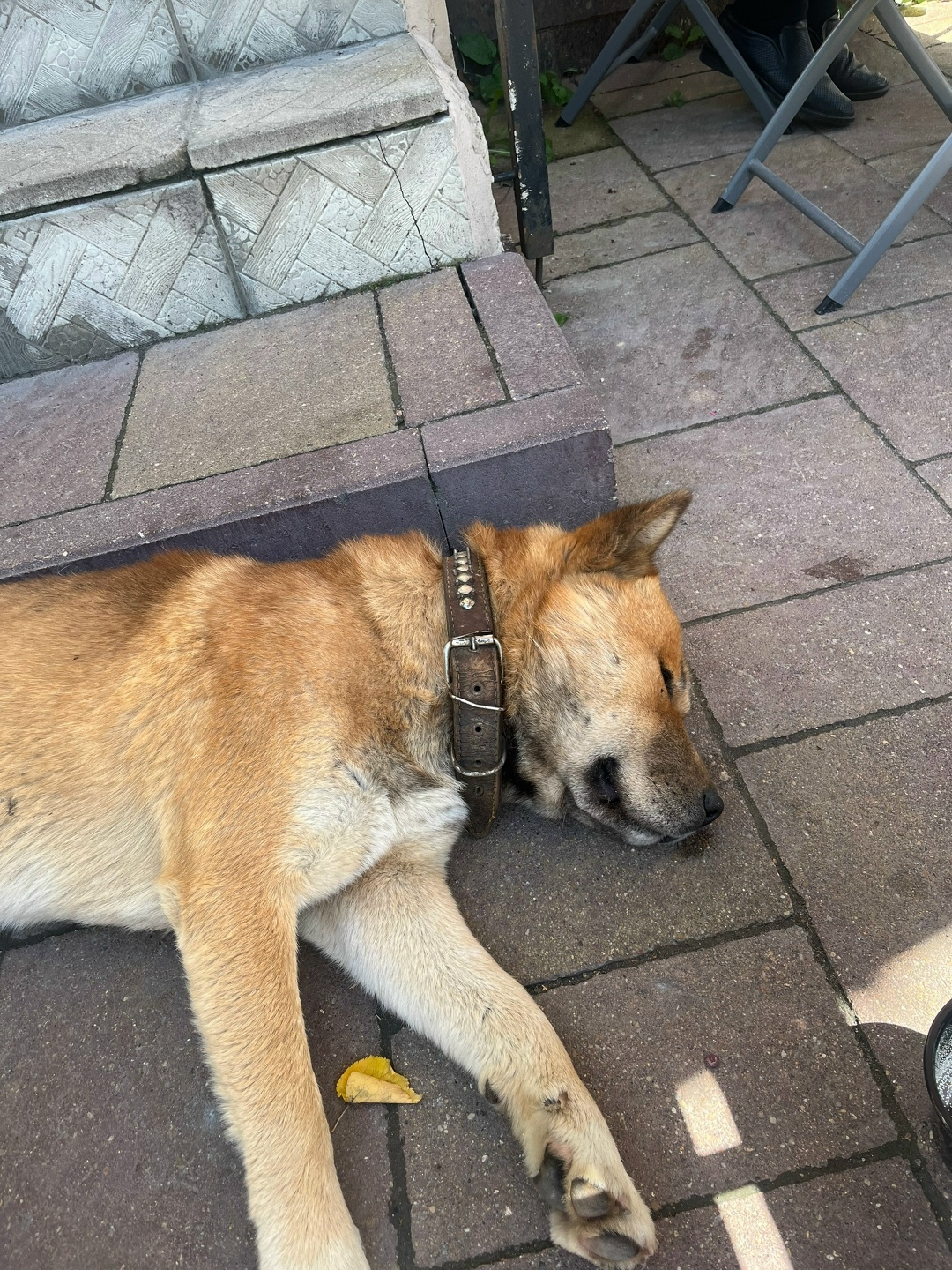 Найдена собака в Смоленске — фото объявления