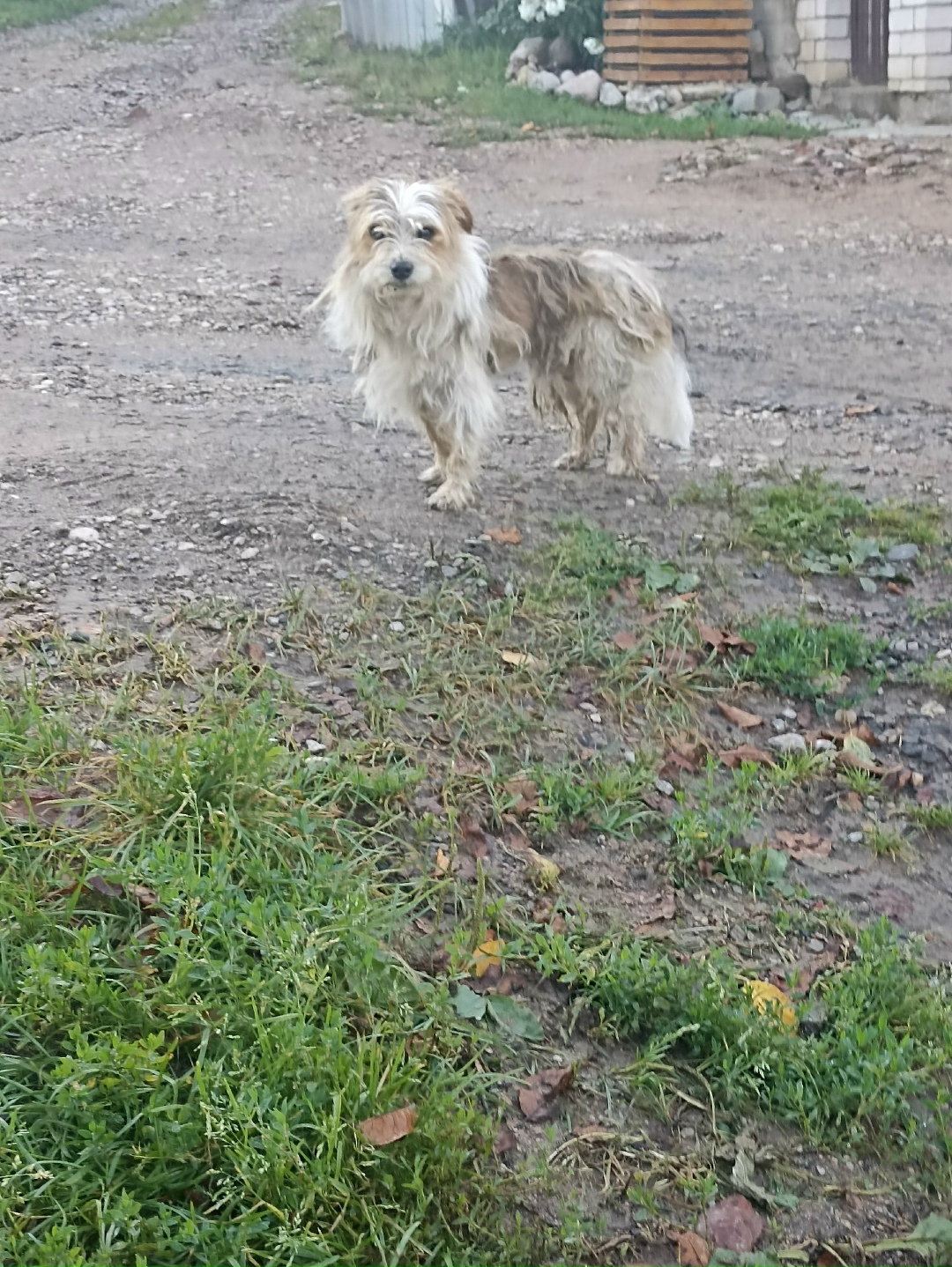 Найдена собака в Смоленске — фото объявления