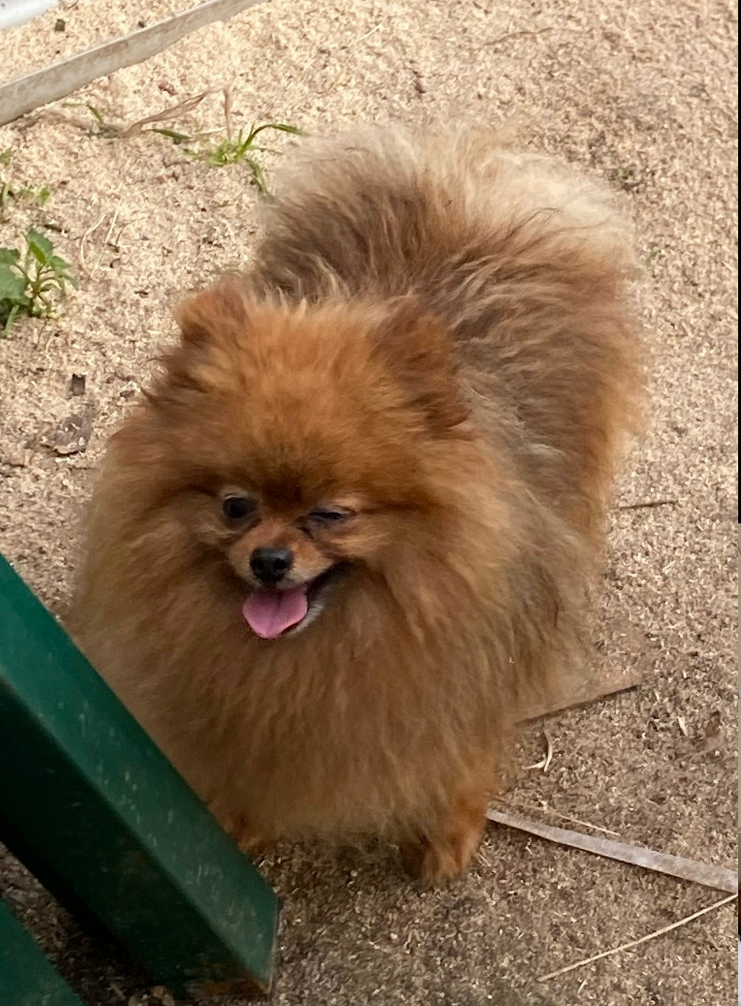 Найдена собака в Смоленске — фото объявления