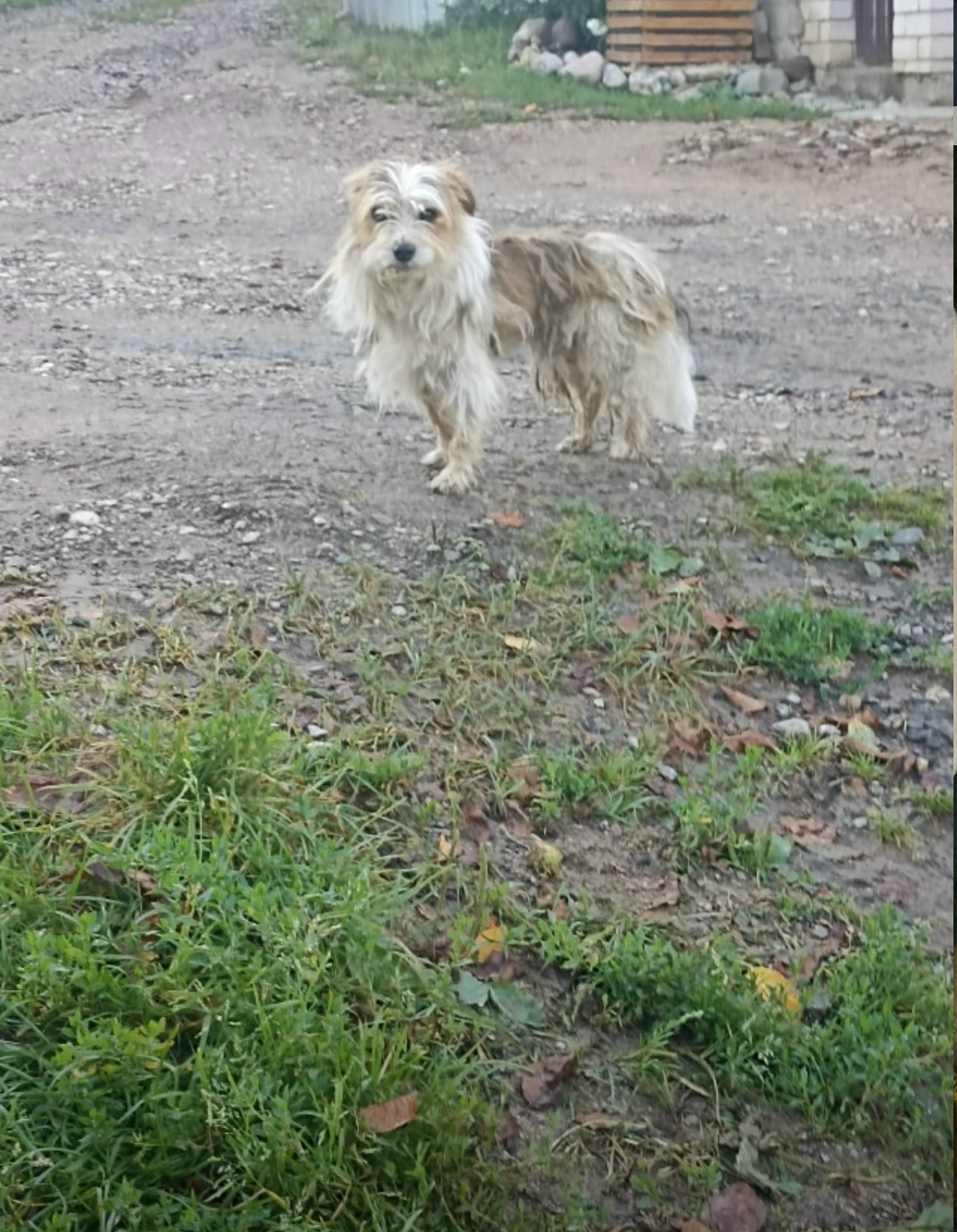 Найдена собака в Смоленске — фото объявления