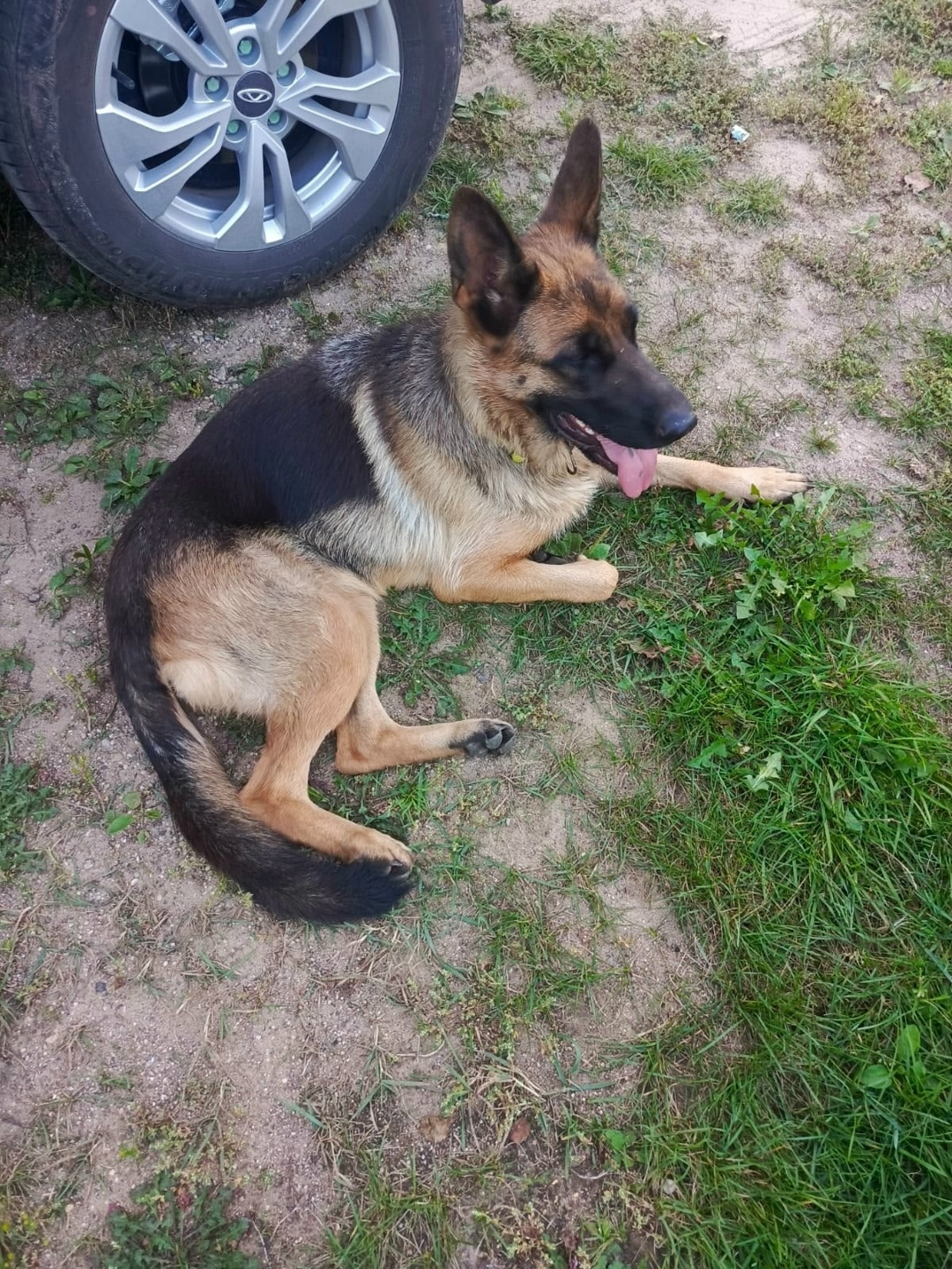 Найдена собака в Смоленске — фото объявления