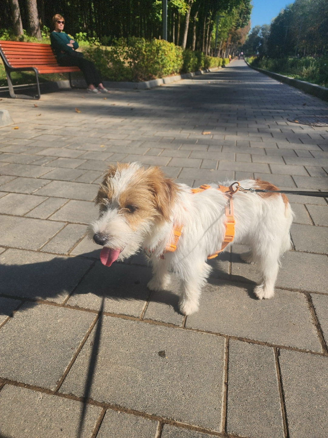 Найдена собака в Смоленске — фото объявления