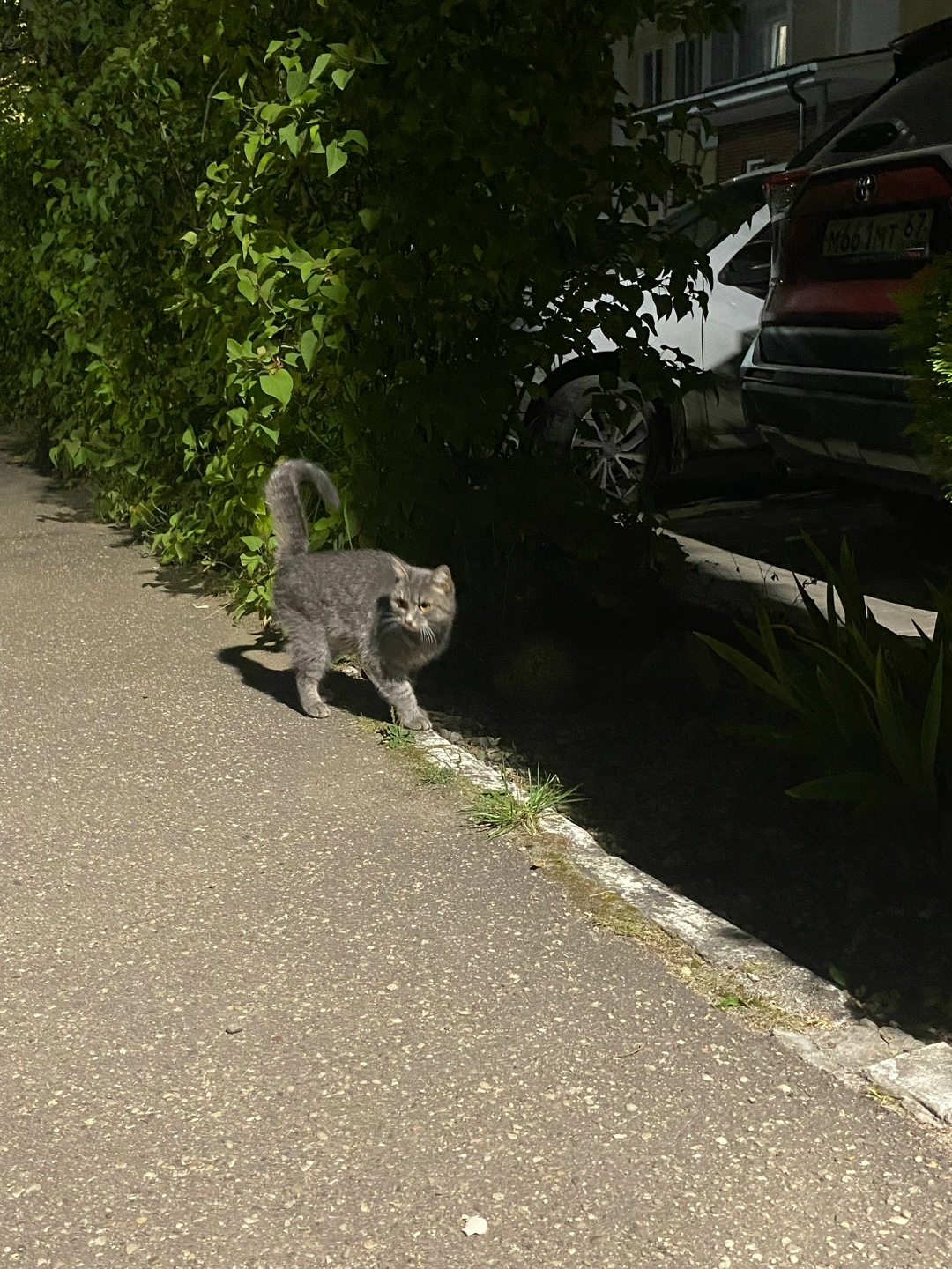 Найдена собака в Смоленске — фото объявления