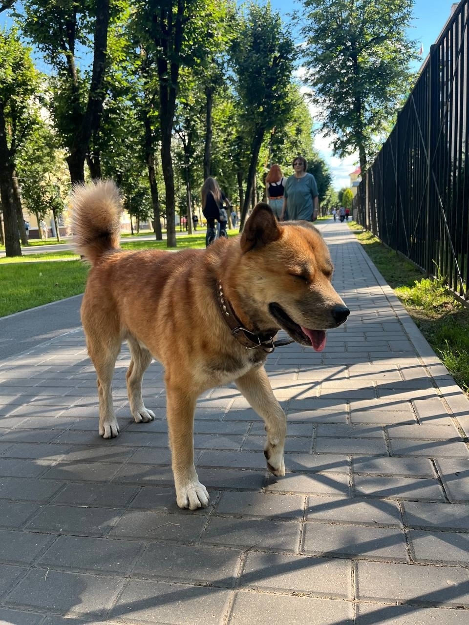 Найдена собака в Смоленске — фото объявления