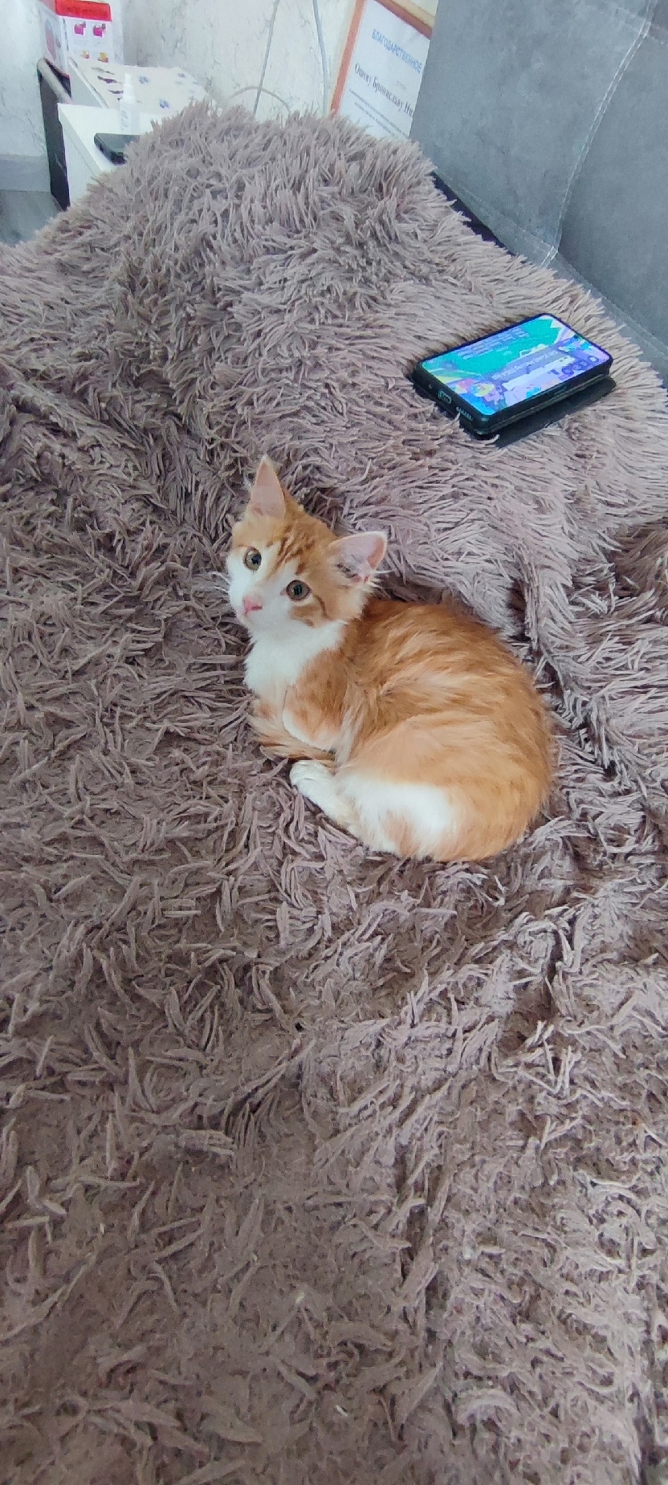 Найдена собака в Смоленске — фото объявления